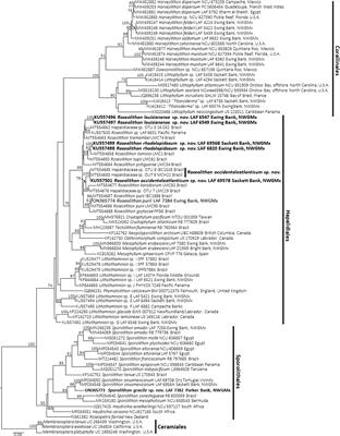 Assessment of Rhodolith Diversity in the Northwestern Gulf of Mexico Including the Description of Sporolithon gracile sp. nov. (Sporolithales, Rhodophyta), and Three New Species of Roseolithon (Hapalidiales, Rhodophyta)